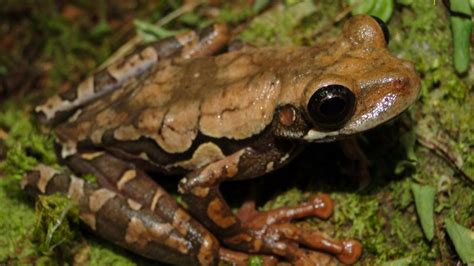 Descubren nueva especie de rana en selva de Perú Cambio Colombia