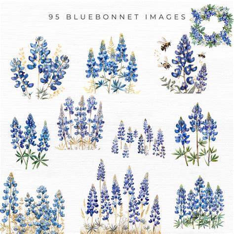 95 Bluebonnet Clipart Bluebonnet Flowers Gold Accents Texas State