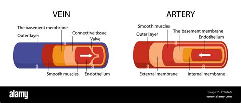 Artery and vein structure vector concept Stock Vector Image & Art - Alamy