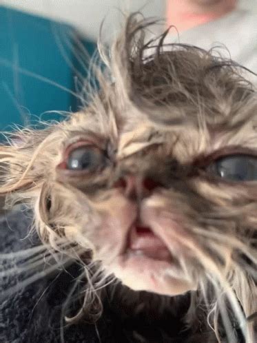 Cat Wet Meme Cat Wet Descobrir E Compartilhar S