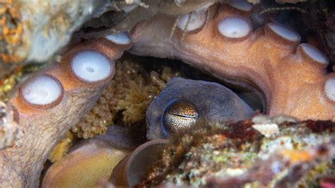 Octopus Guarding Eggs – ktuli photography