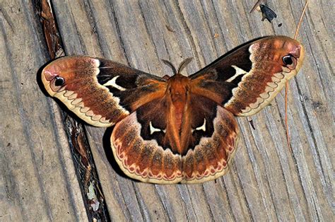 Tulip Tree Silkmoth Callosamia Angulifera