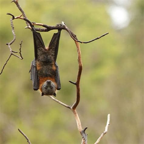 bat removal  vancouver bc  green pest control