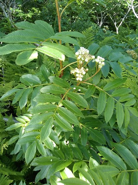 11 Plants that will stop bleeding – Alaska Herbal Solutions