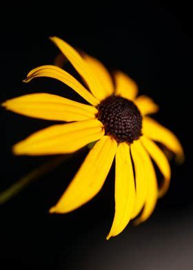 Rudbeckia Flowering Macro Poster By BakalaeroZz Photography Displate