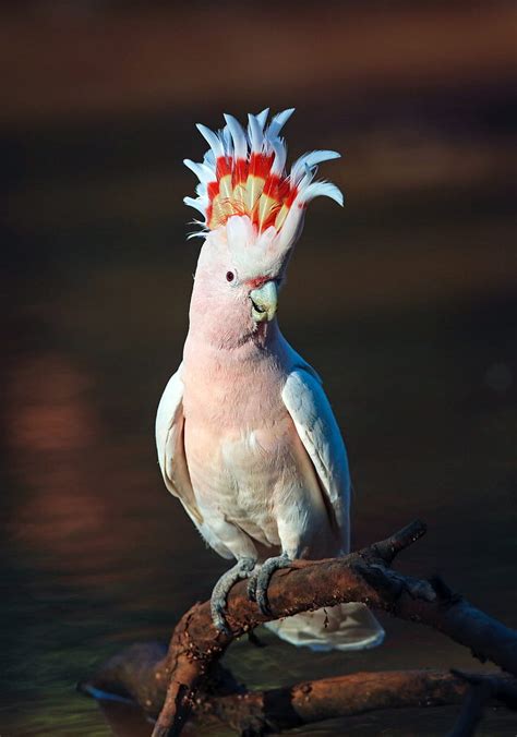 Pink Parrot Bird