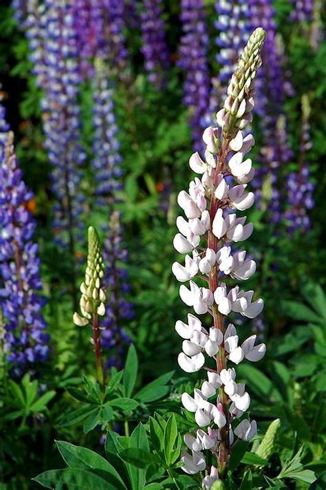 Arctic Lupine Photos Diagrams And Topos Summitpost