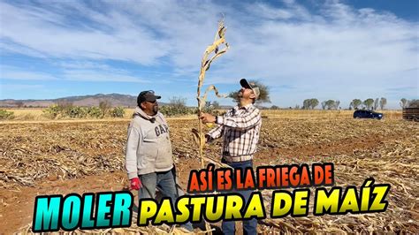 Es Tiempo De MOLER PASTURA Para Las Vacas YouTube