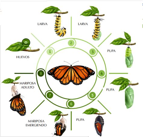 Etapas De La Metamorfosis De La Mariposa