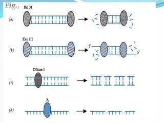 MODIFYING ENZYMES PPT