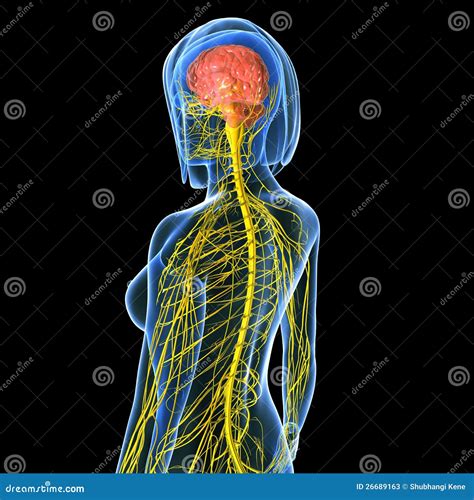 Female Brain Anatomy With Nervous System Stock Illustration