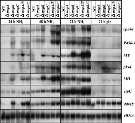 Northern Blot Analysis With The F Fujikuroi Wild Type WT The MepA