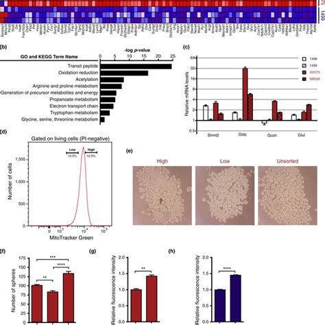 Stemness Gene Expression Pattern In Pancreatic Ductal Adenocarcinoma Download Scientific