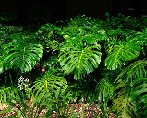 Monstera deliciosa | GardensOnline