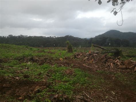 Deforestaci N En Santo Tom Y Pr Ncipe Por Agripalma Mis Viajes Por