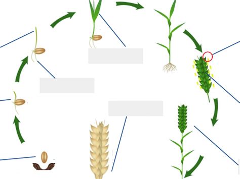 The life cycle and growth of wheat | Teaching Resources