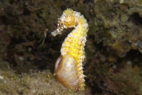 Do Male Seahorses Give Birth? (Yes, and Here's How)