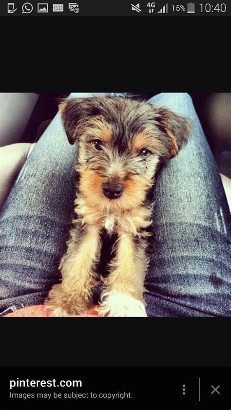 Schnauzer X Yorkieadorable Yorkie Mix Yorkie Schnauzer Mix