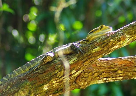 Eastern Dragon Lizard Pogona Barbata Cairns Australia Flickr