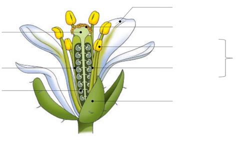 Diagramme De Sp Svt Term Plantes Sch Ma Fleur Quizlet