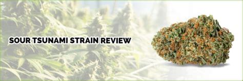 Sour Tsunami Strain Review