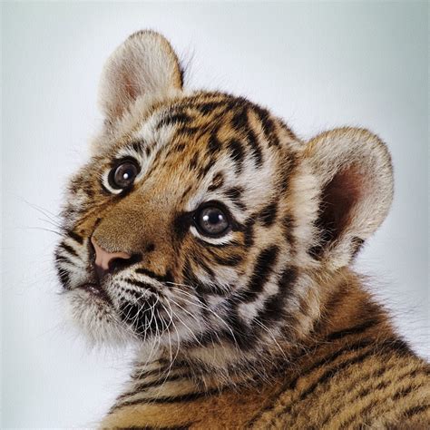 Funny Animals Zone: Cute Baby Tigers 2012 Pictures