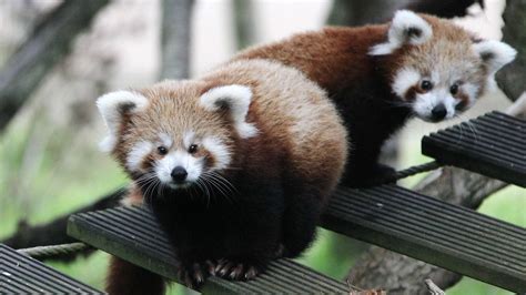 Filhotes De Panda Vermelho - Ying e Yang: filhotes de panda vermelho viram atração na França