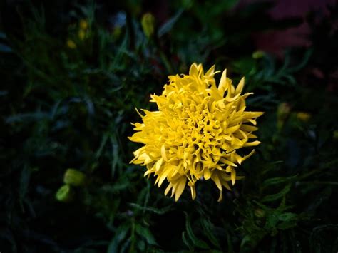 Premium Photo | Yellow chrysanthemum