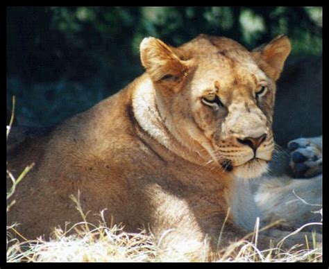 Lioness With Pride Caitlin Flickr