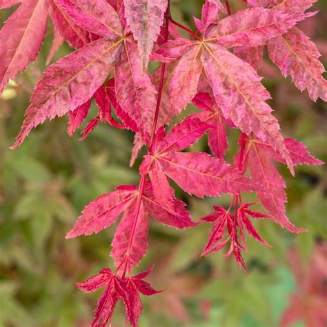 Buy Japanese Maple Beni Maiko Acer Palmatum Beni Maiko Delivery By