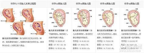 胎儿发育过程图，每一个亲身经历的妈妈都应该为自己而自豪！ 准妈妈 孩爸孩妈聊天室 杭州19楼