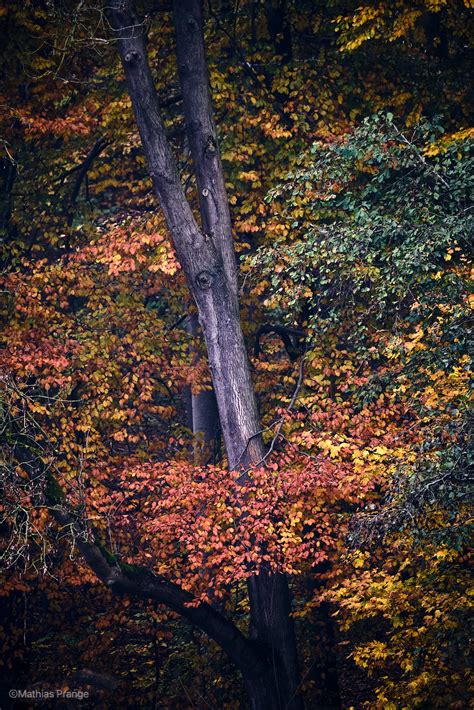 Embraced By Colours Autumn Fall Autumn Colours Bad Oldesloe