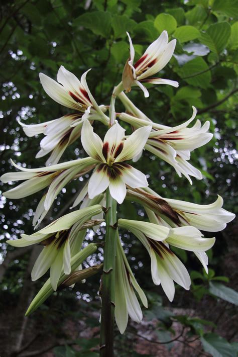 Cardiocrinum giganteum var. yunnanense NJM 11.023 | Pan Global Plants