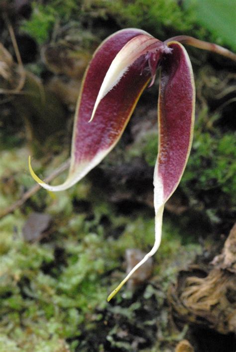 Bulbophyllum Maxillare Hortus Botanicus Leiden Netherlands