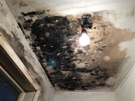 Ways to Stop Mold Growth After Water Damage | Indoor Mold Specialist