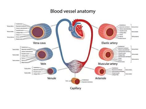 Blood Vessel Anatomy Medizzy