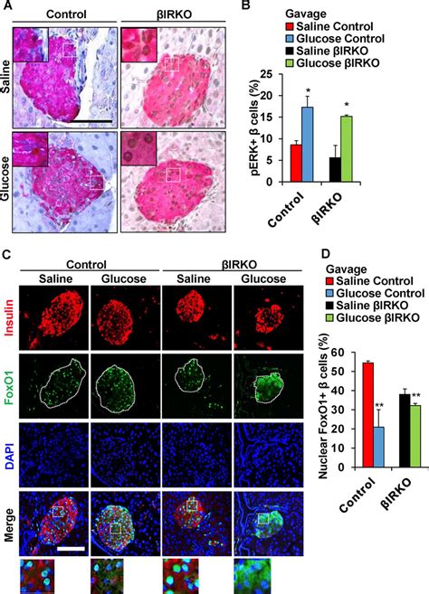 Alterations Perk And Nuclear Versus Cytosolic Localization Of Foxo In