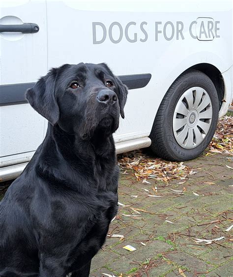 Visuelehandicap On Twitter Rt Keestingeling Bij Kngfgeleidehond