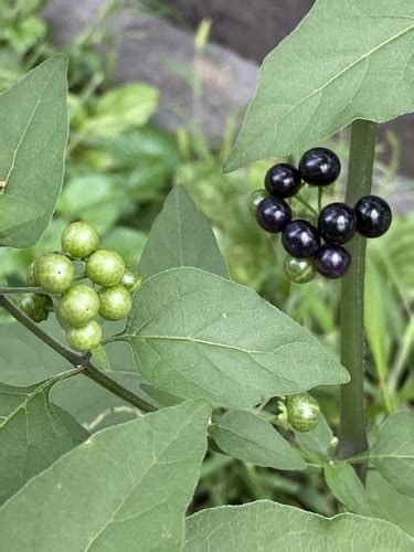 Hierba Mora Plantas Y Polinizadores De San Gabriel Chilac Inaturalist