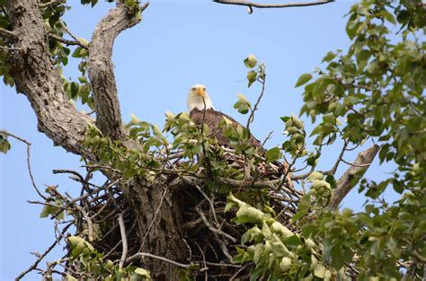 Eagle in Nest - Robin Barefield
