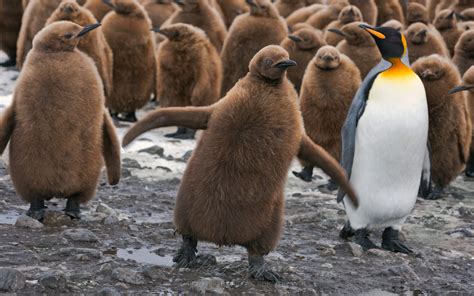 Kingpin. King Penguin (Aptenodytes patagonicus) Creche. Saint Andrews ...