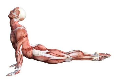 Learn Muscles in 60 Days (Course) - Massage Muscle Mastery