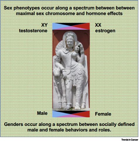 The Spectrum Of Sex Differences In Cancer Trends In Cancer