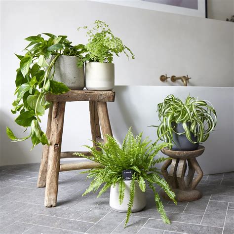 Bathroom Plants Online | Best Plants for your Bathroom | Patch | Patch