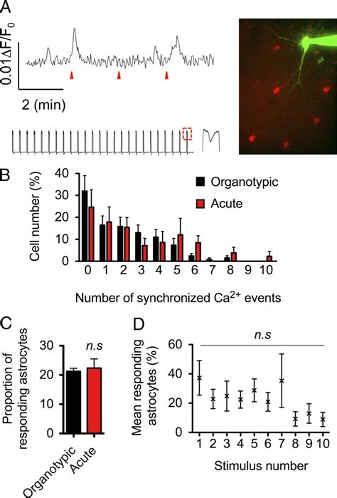 Astrocytes Display Complex And Localized Calcium Responses To Single