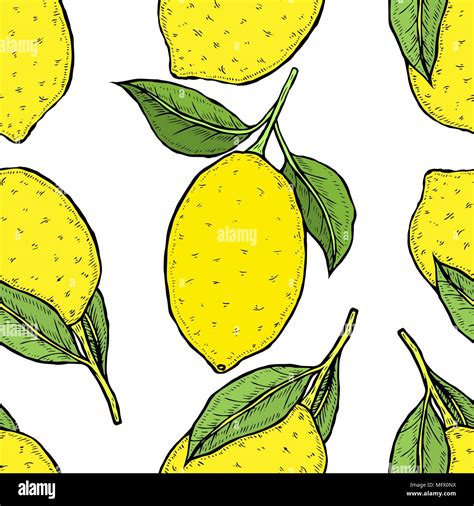 Vector Seamless Pattern Background Lemon Hand Drawn Sketch Sketch