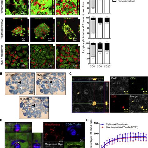 Live CD4 T Cells Internalized Into Hepatocytes And Hepatocyte Cancer