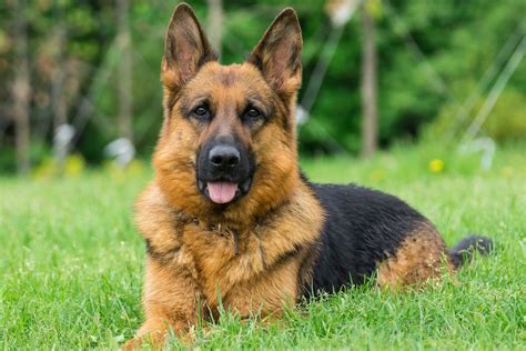 牧羊犬の代表的な犬種3選牛や羊を追いかける働く犬の種類や特徴 わんちゃんホンポ