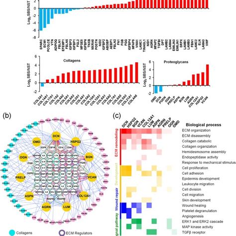 Interactome Network Analysis Revealed Matrisome Components In BM Are