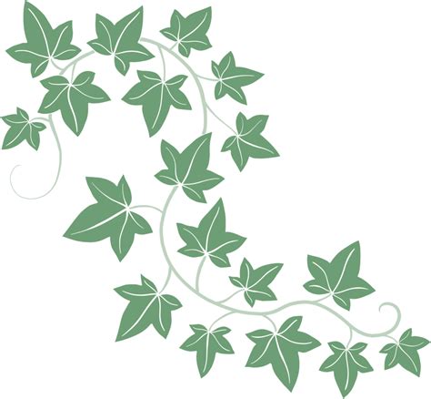 Simplicity Ivy Freehand Drawing Flat Design 18754342 PNG